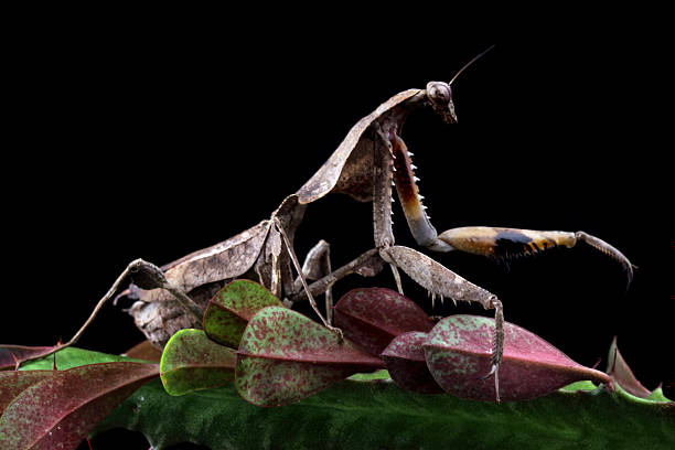 Dead leaf mantis sitting on flowers isolated on black background