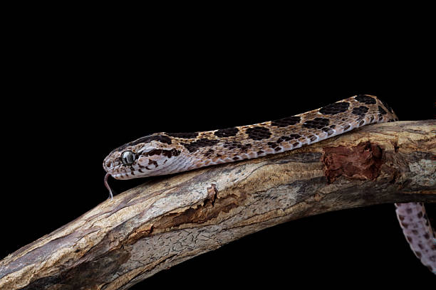 istock Baby boiga cynodon snake on branch 2212113334