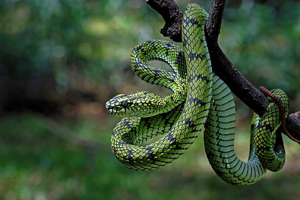istock Sumatran pit viper on a branch, Trimeresurus sumatranus 2212113358