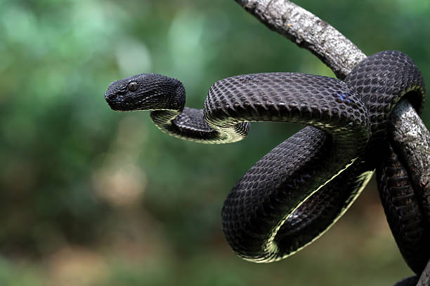 istock mangrove pit viper on a branch, Trimeresurus purpureomaculatus 2212113421