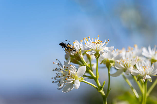 A black ant is seen foraging on delicate white spring blossoms under a vibrant clear blue sky. The crisp, detailed image captures the lively interaction between insect and flower during a bright day.
