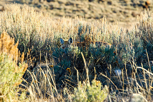 istock A fox hiding in the autumn underbrush 2212115379
