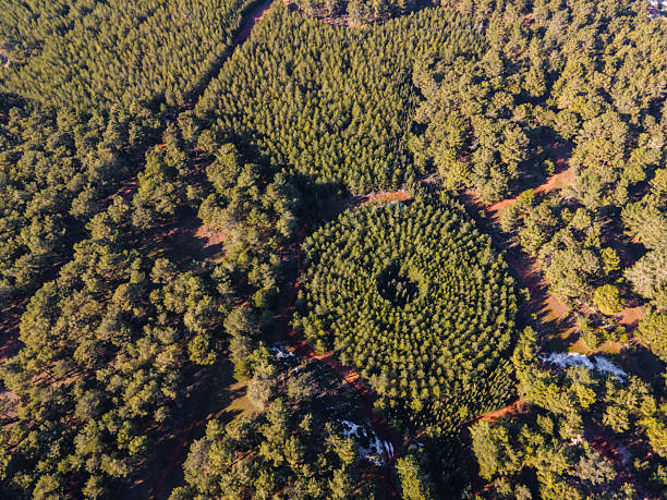 Forest Experimental Plot with Circular Planting Pattern - Aerial View Forest Experimental Plot with Circular Planting Pattern - Aerial View reforestation aerial stock pictures, royalty-free photos & images