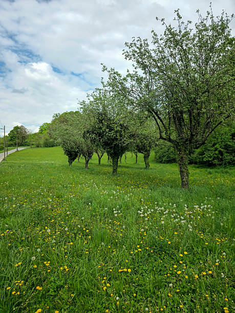 Blooming plum tree in springtime
