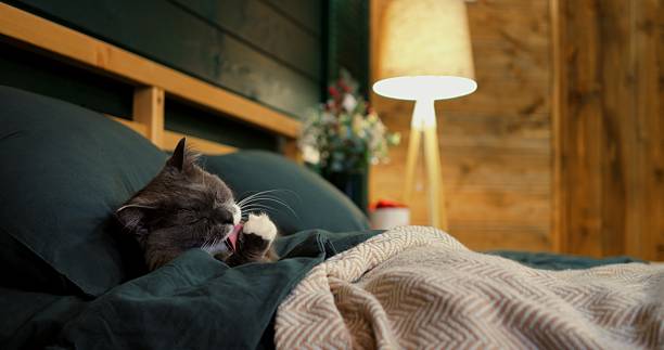 istock Grey domestic cat with white paws resting comfortably under soft blanket, meticulously grooming fur with calm and peaceful movements in cozy bedroom interior. Cozy place to relax, pets concept 2212121369