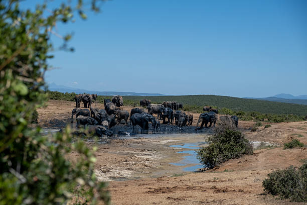 istock Elephants on safari in south africa 2212121614