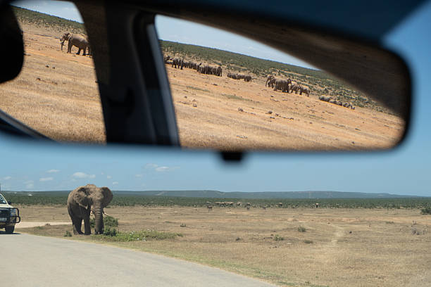 istock Elephants on safari in south africa 2212121694