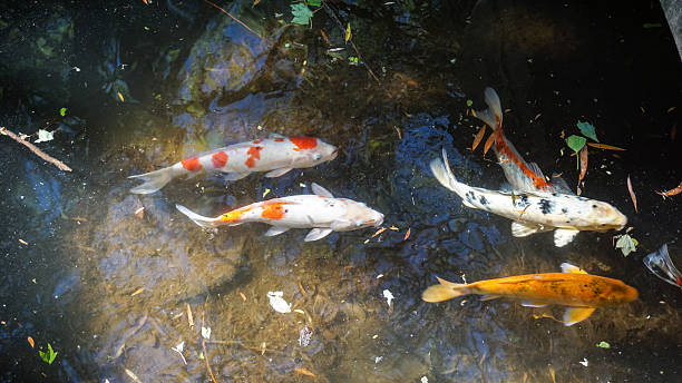 istock Koi fish in the pond. 2212123011