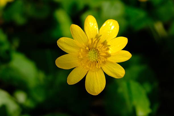 istock Wild flower in Moscow city park 2212124231