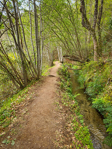 istock A dirt path meanders through a bright green forest alongside a clear Levada, the sunlight filtering through the canopy in Jugueiros, Felgueiras, Portugal 2212125507