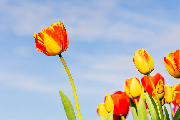 a single tulip standing out from the rest