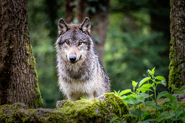 Close-up of european gray wolf standing in the forest