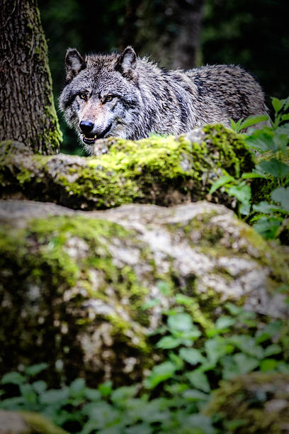 istock Vertical view of European gray wolf in the forest 2212127331