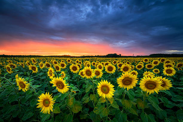 istock Beautiful sunset over sunflowers field 2212128270