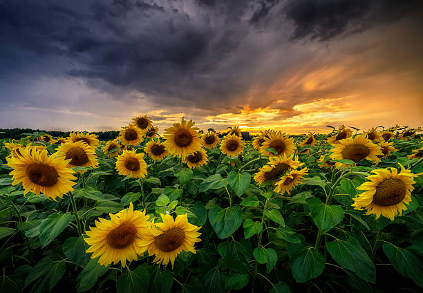 istock Beautiful sunset over sunflowers field 2212128381