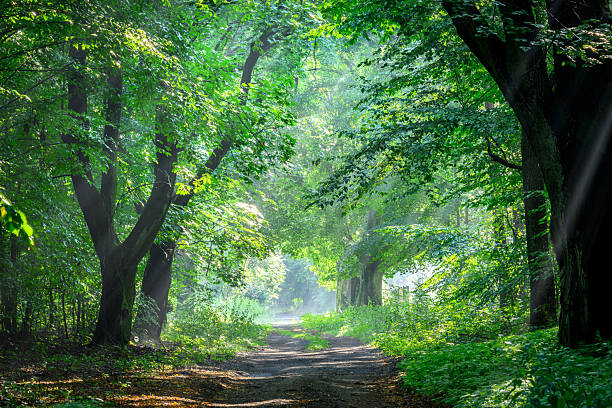 istock Beautiful sunny morning in green forest 2212128396
