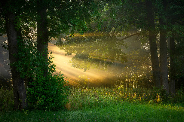 istock Beautiful sunny morning in green forest 2212128449