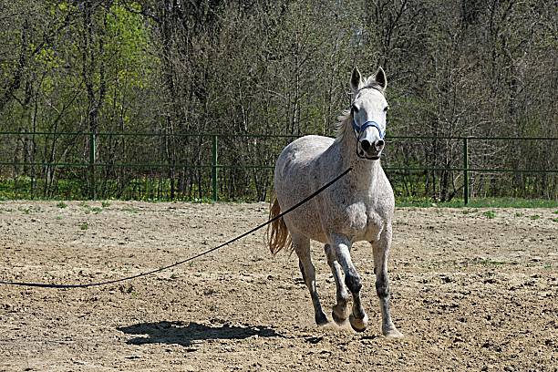 Outdoor exercise. The horse works on the cord, demonstrating its grace and strength. Harmony of movement. A white dappled horse runs in a circle, following the groom's commands