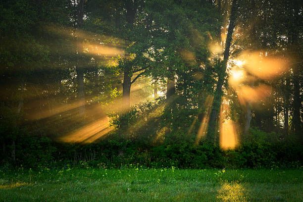 istock Beautiful sunny morning in green forest 2212128523