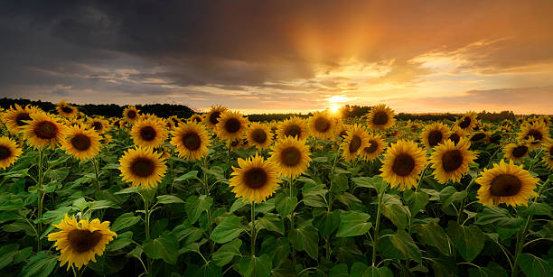 istock Beautiful sunset over sunflowers field 2212128550