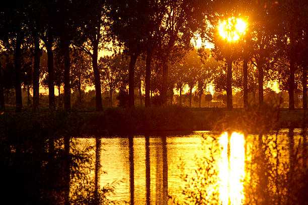 Sun sets behind a line of tall trees, casting a golden glow across the riverbank. The water reflects the sunlight, creating shimmering patterns on its surface. The trees form dark silhouettes against the vibrant sky, where shades of orange and red dominate. Lush greenery surrounds the scene, adding contrast to the warm hues. The tranquil setting captures the serene beauty of nature at dusk.