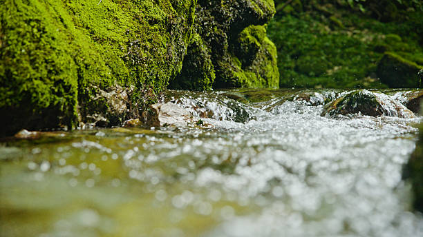 Crystal-clear spring water flows gently over moss-covered rocks in a vibrant green forest, creating a serene and refreshing natural scene.