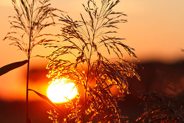 istock Rays of sunset in the grass, pure orange sky, blurred solar disk in the background. 2212129558