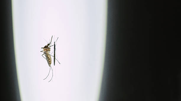 A 3d image features a mosquito against a white background, with a red arrow pointing through its body