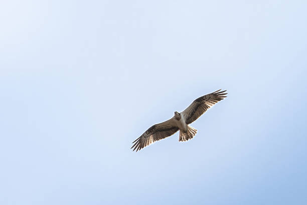 The osprey, Pandion haliaetus - also called fish eagle, sea hawk, river hawk, and fish hawk