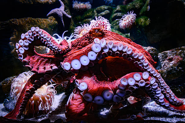 istock Close-up of giant Pacific octopus on seabed 2212136073