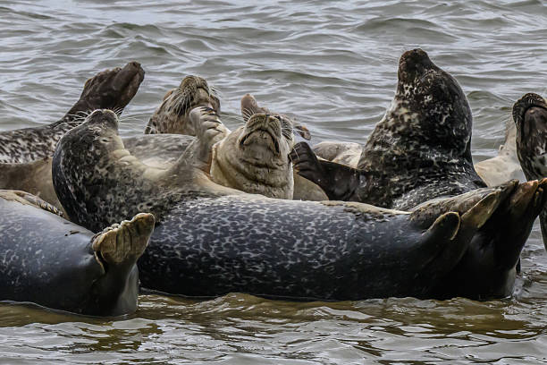 Atlantic harbor seals contesting for space on the haul-out, Shinnecock Bay