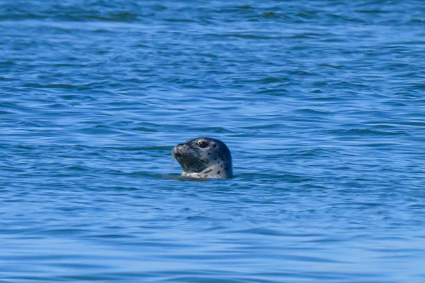 istock Atlantic harbor seal Moriches Bay NY 2212136389