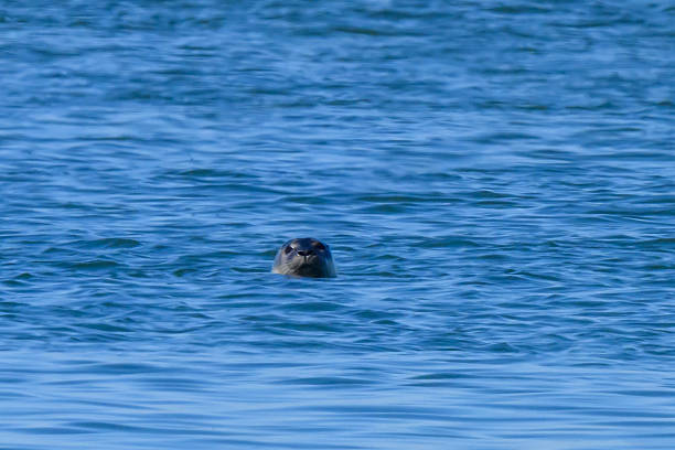 istock Atlantic harbor seal Moriches Bay NY 2212136396