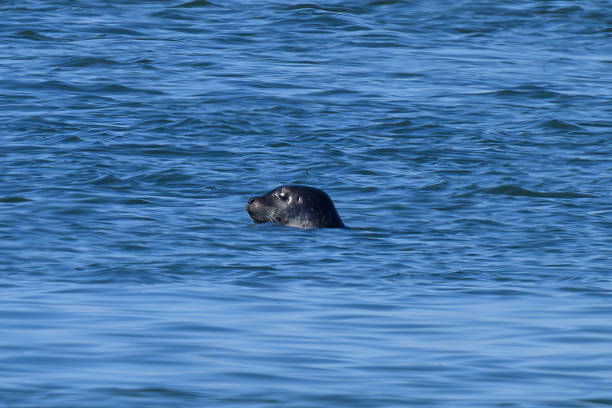 CUPS-25-05 Atlantic harbor seal Moriches Bay NY, (unnamed-2025-03-11-01)