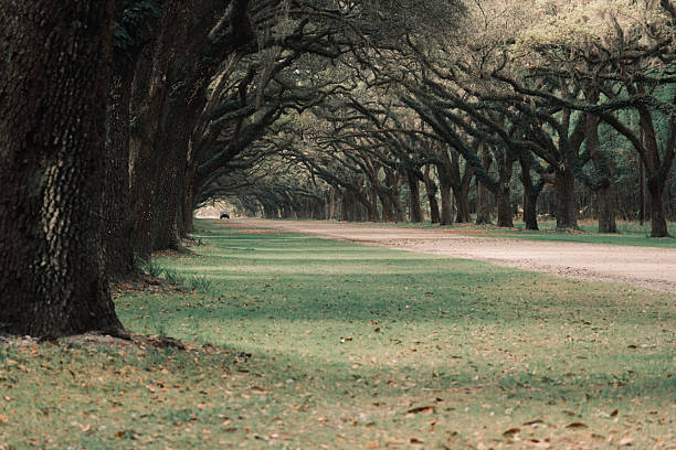 istock Truck on a live oak covered dirt road 2212136631