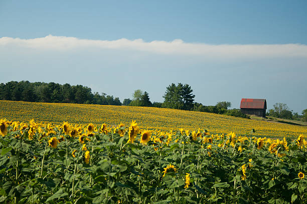 istock Sunflower Field, Michigan 2212136889