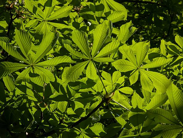 A close-up shot captures the vibrant green, palmate leaves of a horse chestnut tree (Aesculus hippocastanum) bathed in bright sunlight