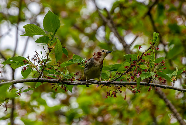 istock Chestnut-cheeked Starling perching on a branch of cherry tree. 2212137567