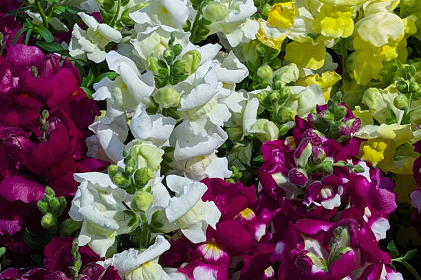 snapdragon isolated on white background
