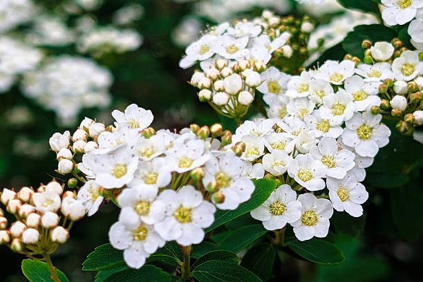 istock flowers in the spring - white spirea blossoms 2212137917