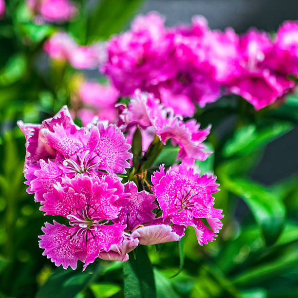 Colourful blossoming china pink flowers in a pot of landscaped garden in Australia.