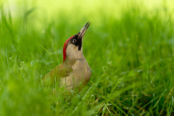 female Green woodpecker among the grass of a meadow