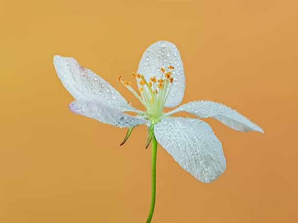 Close-up of small fruit tree flower with white petals in spring