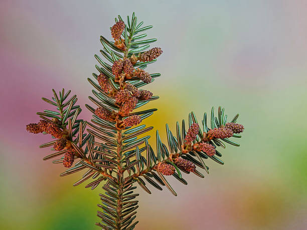 Pine branch with buds against the sky