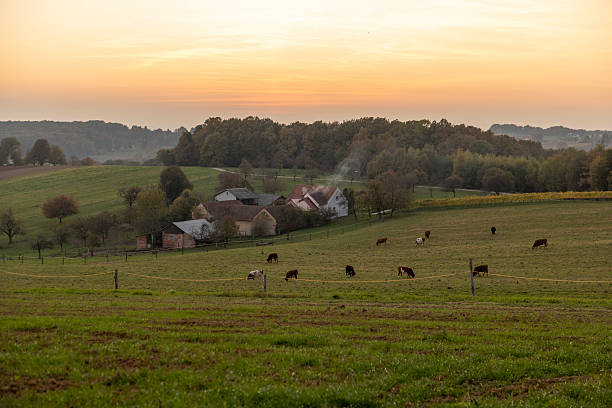 A serene rural landscape featuring cows grazing on lush green pastures with scattered farmhouses, trees, and rolling hills under a warm sunrise.