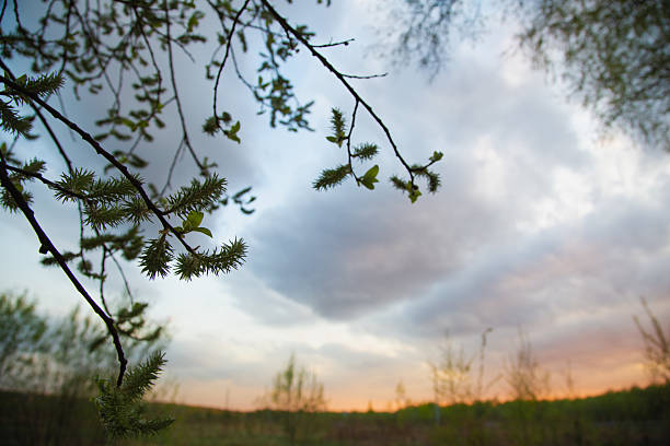 Beautiful sunset bright colorful storm clouds sky and small trees branches, blooming willow in spring silhouette background in evening at rural season field with no people. Natural colors.