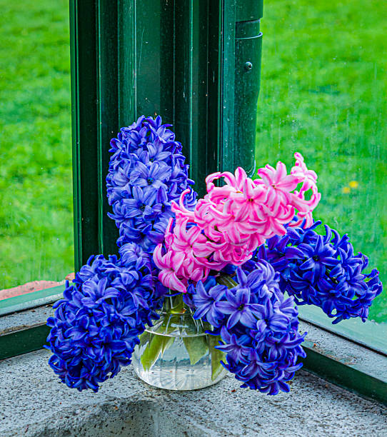 Blue and pink hyacinth blossoms in a jar of water on a window ledge.