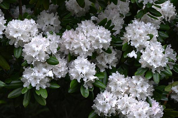 Rhododendron flowers. Ericaceae evergreen flowering shrub. Gorgeous and elegant flowers in white, pink and red bloom from April to June.