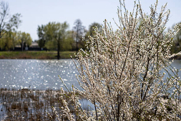 istock Beautiful blossom tree on a sunny spring day 2212145496
