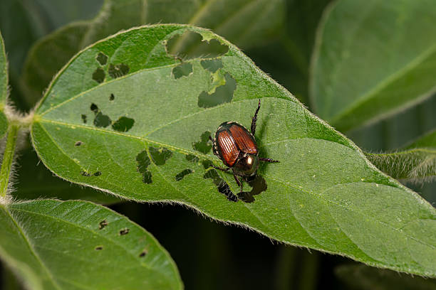 Japanese beetle eating leaf of soybean plant.